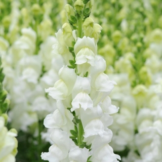 Львиный зев Потомак (группа 3,4) Вайт [1000 шт] - ООО «Семена Тут»