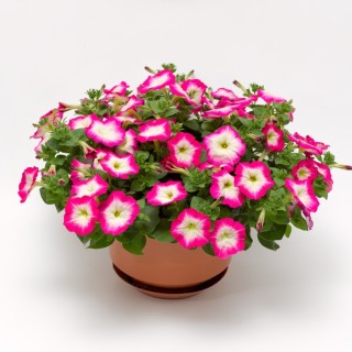 img-0: Петуния ампельная Фото Финиш Роуз Морн [1000 драже] - ООО «Семена Тут»