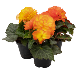 img-0: Бегония клубневая Нонстоп Флейм [500 драже] - ООО «Семена Тут»