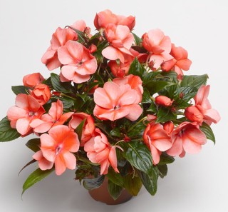 img-2: Бальзамин новогвинейский Флорифик F1 Свит Оранж [1000 шт] - ООО «Семена Тут»