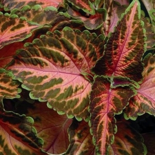 img-0: Колеус Визард Корал Санрайс [70 шт] - ООО «Семена Тут»