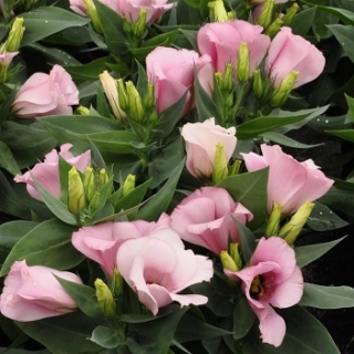 Эустома Кармен Дип Пинк  [100 драже] - ООО «Семена Тут»