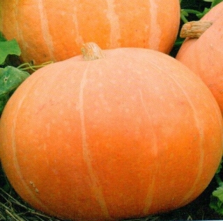 img-0: Тыква Ольга - ООО «Семена Тут»