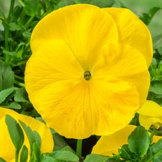Виола крупноцветковая Селло Пьюр Еллоу [100 шт] - ООО «Семена Тут»