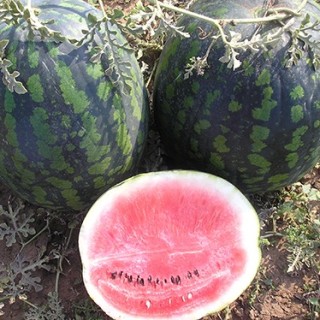 img-0: Арбуз Холодок - ООО «Семена Тут»