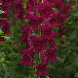 Львиный зев Потомак (группа 3,4) Кримсон [1000 шт] - ООО «Семена Тут»