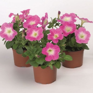 Петуния мультифлора Ура Пинк Флар  [1000 драже] - ООО «Семена Тут»