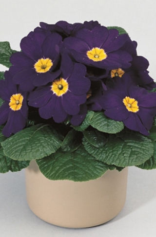 img-1: Примула Орион Блю [250 шт] - ООО «Семена Тут»