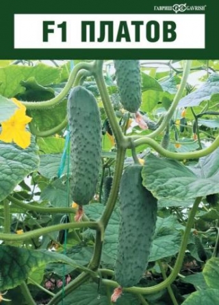 img-1: Огурец Платов F1 - ООО «Семена Тут»