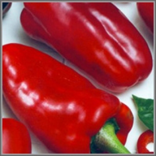 Перец Кореновский - ООО «Семена Тут»