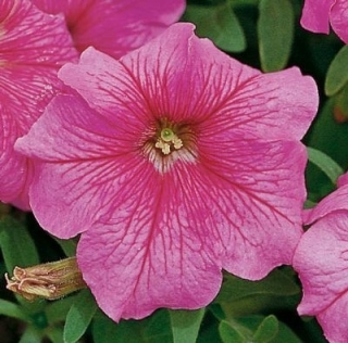 Петуния грандифлора Игл Пинк Вейн [1000 драже] - ООО «Семена Тут»