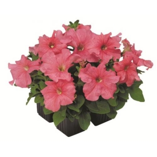 Петуния грандифлора Игл Салмон [1000 шт] - ООО «Семена Тут»