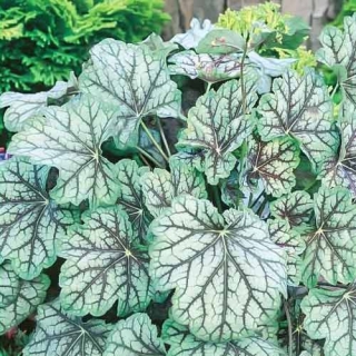 Гейхера Марвелос Марбл Сильвер [1000 шт] - ООО «Семена Тут»