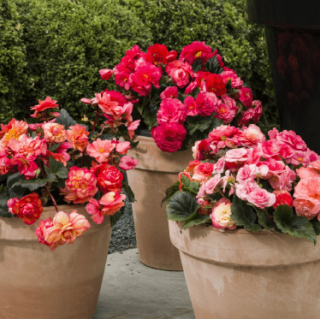 img-1: Бегония клубневая Лимитлесс Формула Микс [1000 драже] - ООО «Семена Тут»