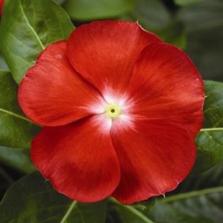 Катарантус Саншторм Скарлет виз Ай [1000 шт] - ООО «Семена Тут»