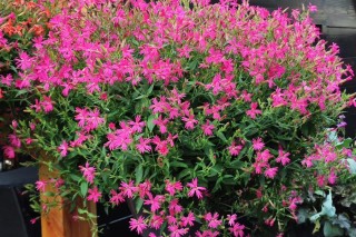 img-2: Смолевка Розалин F1 [100 шт] - ООО «Семена Тут»