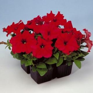 Петуния грандифлора Игл Ред [1000 драже] - ООО «Семена Тут»
