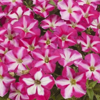 Петуния мультифлора Джоконда Роуз энд Вайт [1100 драже] - ООО «Семена Тут»