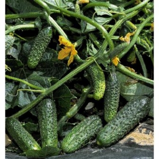 img-0: Огурец Вертина F1 - ООО «Семена Тут»