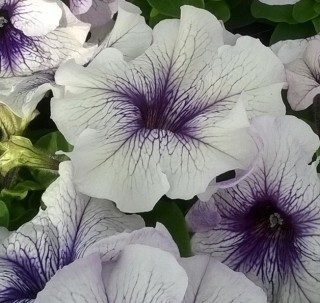 Петуния грандифлора Лимбо Джи Пи Сильвер Блю [1000 драже] - ООО «Семена Тут»