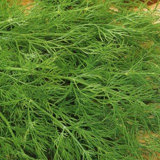 Укроп Геркулес - ООО «Семена Тут»