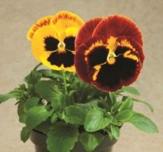 Виола крупноцветковая Колоссус Файр Сюрпрайз [250 шт] - ООО «Семена Тут»