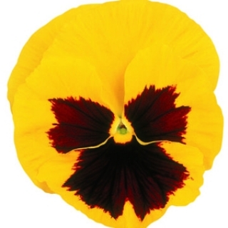 Виола крупноцветковая Матрикс Еллоу Блотч [1000 шт] - ООО «Семена Тут»