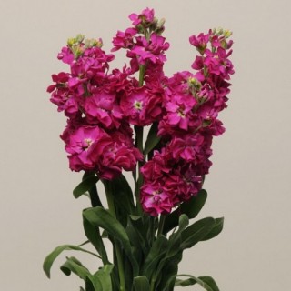 Маттиола Кац Кримсон [250 шт] - ООО «Семена Тут»