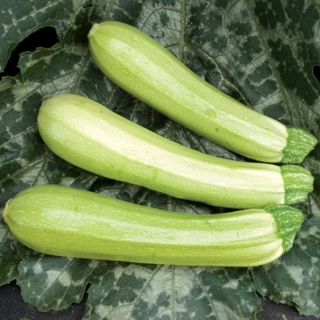 Кабачок Конкордия F1 - ООО «Семена Тут»