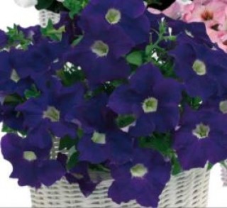 Петуния грандифлора Капри Блю виз Вайт Ай [1000 драже] - ООО «Семена Тут»