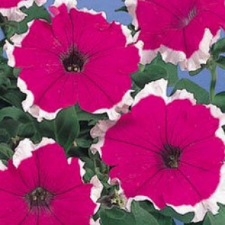Петуния грандифлора Хулахуп Вельвет [5000 шт] - ООО «Семена Тут»