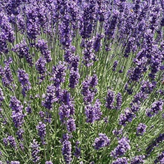 Лаванда Элеганс Скай [250 шт] - ООО «Семена Тут»