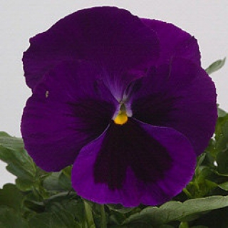 Виола крупноцветковая Пауэр Парпл виз Блотч [1000 шт] - ООО «Семена Тут»