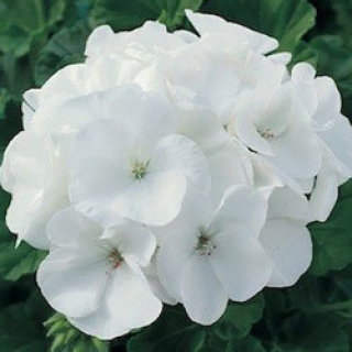 Пеларгония зональная Маверик Вайт [250 шт] - ООО «Семена Тут»