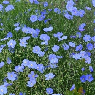 Лен Небесная лазурь - ООО «Семена Тут»