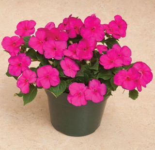 img-1: Бальзамин Акцент Премиум Виолет [1000 шт] - ООО «Семена Тут»