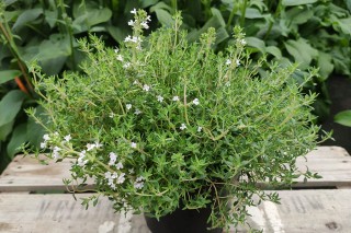 img-2: Тимьян Оранжело [500 шт] - ООО «Семена Тут»