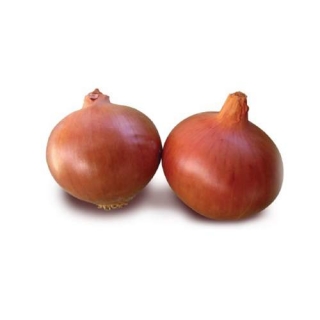 Лук репчатый Талисман F1 (инкруст. семена) - ООО «Семена Тут»