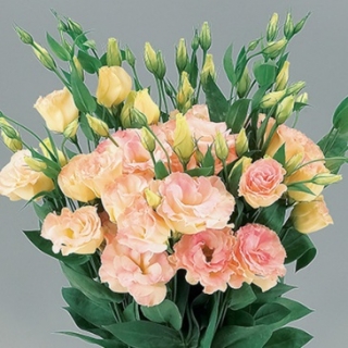 Эустома Супер Мэджик  Шампань [100 шт] - ООО «Семена Тут»