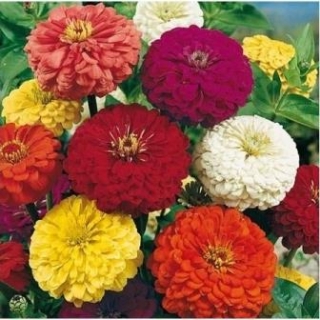 img-0: Цинния георгиноцветковая Супер йога [5 гр] - ООО «Семена Тут»