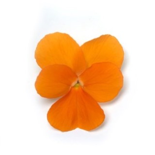img-1: Виола рогатая Флорал Пауэр F1 Дип Оранж [1000 шт] - ООО «Семена Тут»