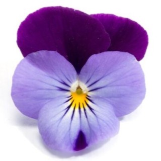 img-0: Виола рогатая Флорал Пауэр F1 Лилак Пурпл Винг [1000 шт] - ООО «Семена Тут»