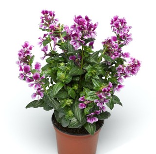 img-1: Куфея Шрирача F1 Лавендер Биколор [100 шт] - ООО «Семена Тут»