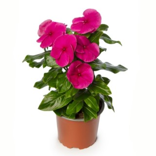 img-1: Катарантус Блокбастер Пурпл [100 шт] - ООО «Семена Тут»