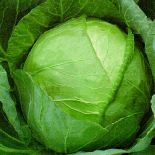 Капуста белокочанная Трансфер F1 - ООО «Семена Тут»