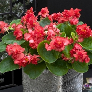 Бегония вечноцветущая махровая Фиона Ред [1000 драже] - ООО «Семена Тут»