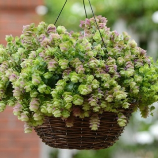 Орегано декоративное Киригами [100 шт] - ООО «Семена Тут»