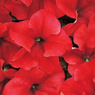 Петуния грандифлора Дримс Ред [70 драже] - ООО «Семена Тут»