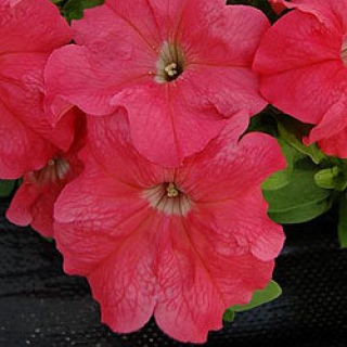 Петуния грандифлора Лимбо Джи Пи Салмон [100 драже] - ООО «Семена Тут»