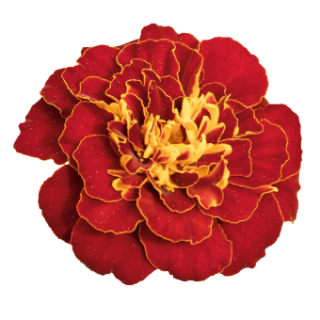 img-0: Бархатцы отклоненные Сафари Ред [1000 шт] - ООО «Семена Тут»